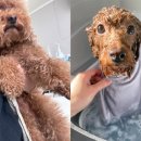 즐거운그루밍 이미지
