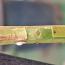 삼천리(아) 이미지