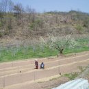안동마실