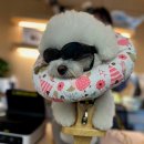 한걸음더 재활한방 동물병원 이미지