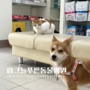 링크늘푸른동물병원 이미지