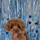 친절한애견미용실 이미지