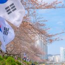 벚꽃포장마차 이미지
