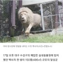 7년 만에 '지하 사육장' 탈출…백사자, 처음 본 세상에 어리둥절 이미지