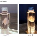 로렌네이쳐
