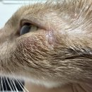 24시 글로리 동물병원 이미지