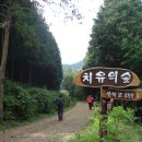 편백나무 숲 Daum카페