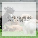 연세미소드림치과의원 | 드디어 나도 드림 치아 찾은 듯?! 연세봄치과의원 정착 후기