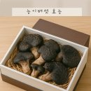 능이버섯 효능 귀한 이유가 있었어요! 능이버섯차 효능 자연이 준 면역선물