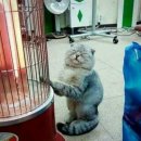 어흥 - 안양시 동안구 | 어흥