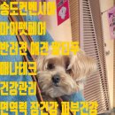 마이펫 룸 | 4월의 봄! 2026년 송도컨벤시아 마이펫페어 방문 후기 말티푸와 함께