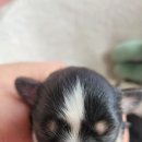 태원켄넬 이미지