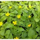 장안꽃시장 이미지