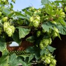 홉스(HOPS) 이미지