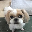 수호천사들