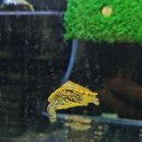 대청애견수족관 이미지