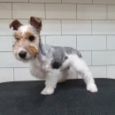 도그센추리 이미지