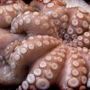 문어다리여덟개 이미지