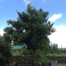 제주 도련동 귤나무류 이미지