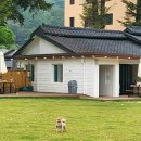 대성리 애견카페 모꼬지댕 후기｜남양주 강아지랑 가기 좋은 곳