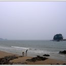 학암포 해당화 이미지