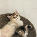 익산 고양이카페 아이캣유 네이버블로그