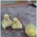 오향골농장 이미지