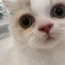 김해 강아지분양 고양이분양 도그하우스 외동점 이미지