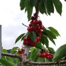 클로바농장 이미지