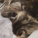 청춘 고양이 카페 이미지