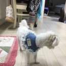 구로-구로-구로-1464 이미지