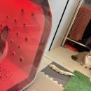 자연속의 펫 | 고객 후기 속 반응이 보여준 퐁고 펫드라이룸추천, 강아지펫드라이룸의 차이