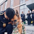 프라임 도그 이미지