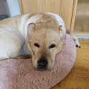 24시보듬동물병원 이미지