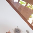 수채일러스트 캘리그라피(오전) 이미지