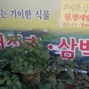 백현숙의어성초사랑