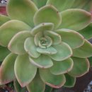 드리밍하우스 이미지