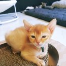 뱅갈온니 이미지