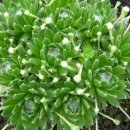 바위 솔 이미지