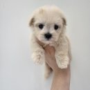 LOVING PET 이미지