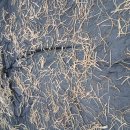 알토란과 토란줄기 이미지