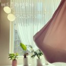 버드플라잉요가