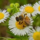 꽃 - 화해 이미지