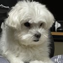 살롱드몽몽 이미지