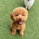 펫츠베이 | 강아지 이동가방 추천 : 펫츠베이에서 첫 구매 + 만족스런 솔직후기 ♥