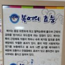 홍도복어