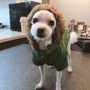 벨라루시펫살롱 이미지