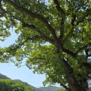 거락숲 아래하천 | 마산 창원 계곡 추천｜5월 다녀온 거락계곡 후기 (주차장·물놀이·취사 정보)
