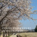 벚꽃길발효차 | 파주벚꽃명소 밤고지마을 벚꽃길 후기 4월 2주차 만개 시기 총정리