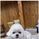 오키독키 이미지